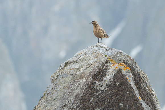 Great skua
