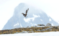 Great skua