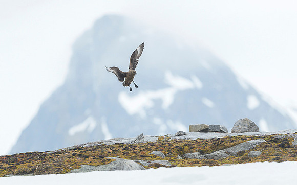 Great skua