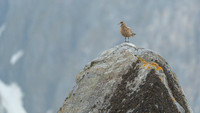 Great skua