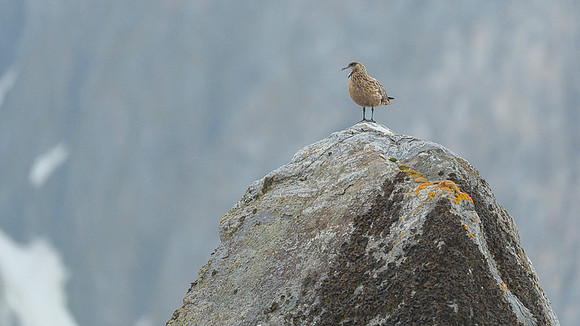 Great skua