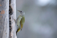 Grey headed woodpecker