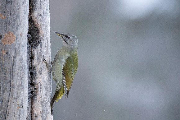 Grey headed woodpecker