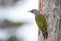 Grey headed woodpecker
