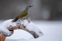 Grey headed woodpecker
