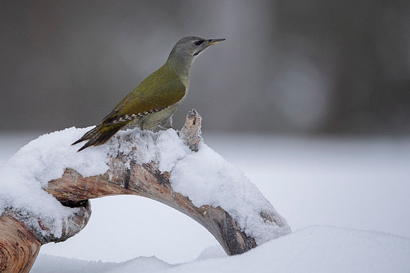 Grey headed woodpecker