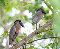 Boat-billed heron