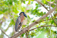 Boat-billed heron