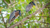 Boat-billed heron