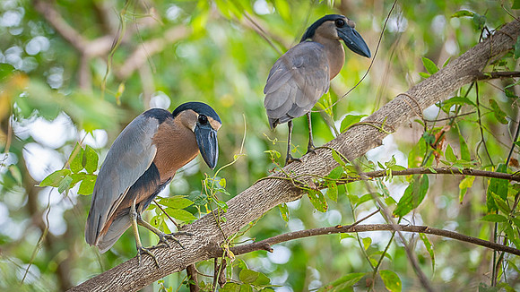 Boat-billed heron