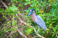 Boat-billed heron