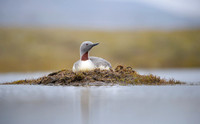 Red-throated diver