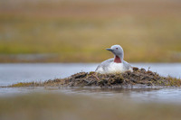 Red-throated diver