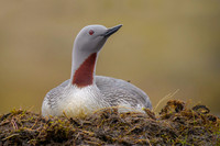 Red-throated diver