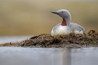 Red-throated diver