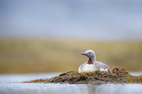 Red-throated diver