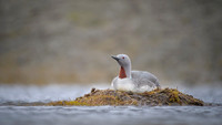 Red-throated diver