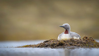 Red-throated diver