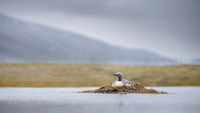Red-throated diver