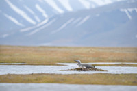 Red-throated diver