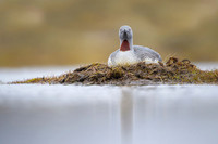Red-throated diver