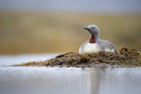 Red-throated diver