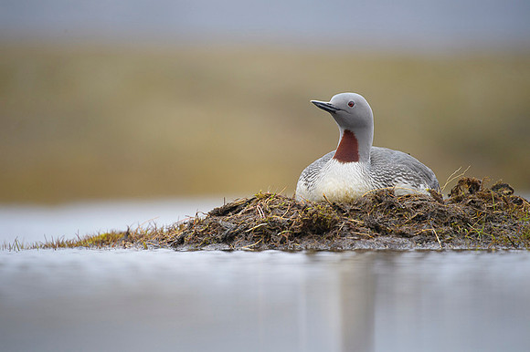 Red-throated diver