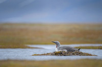 Red-throated diver