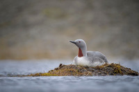 Red-throated diver