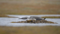Red-throated diver