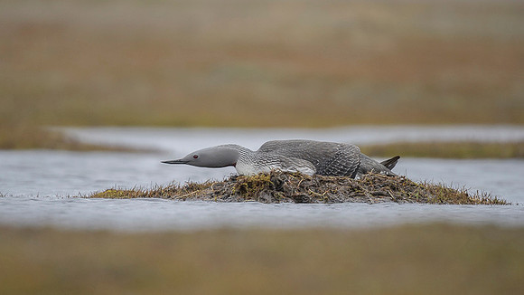 Red-throated diver