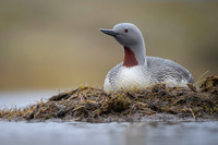 Red-throated diver