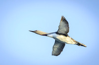 Red-throated diver