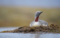 Red-throated diver