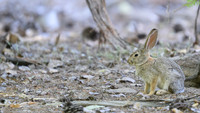 Brush Rabbit