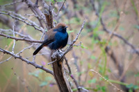 Indian Robin