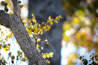 Pileated woodpecker