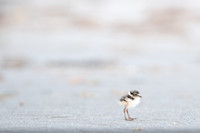 Common Ringed Plover / Sieweczka obrożna