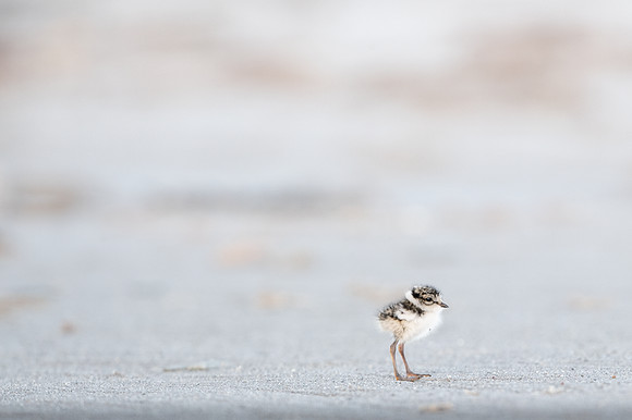 Common Ringed Plover / Sieweczka obrożna