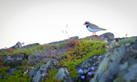 Common Ringed Plover / Sieweczka obrożna
