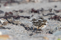 Common Ringed Plover / Sieweczka obrożna