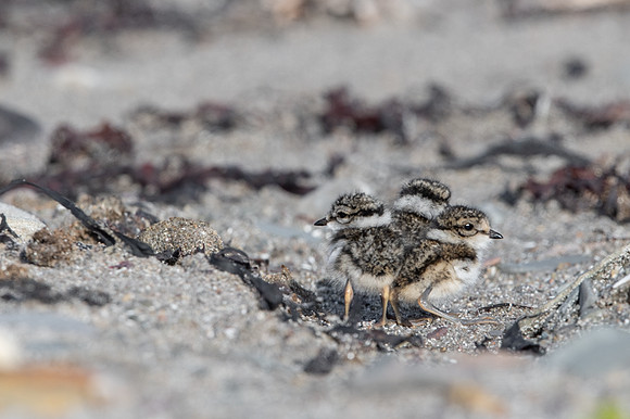 Common Ringed Plover / Sieweczka obrożna