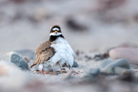 Common Ringed Plover / Sieweczka obrożna