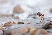 Common Ringed Plover / Sieweczka obrożna
