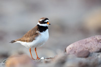 Common Ringed Plover / Sieweczka obrożna