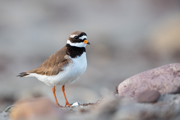 Common Ringed Plover / Sieweczka obrożna
