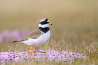 Common Ringed Plover / Sieweczka obrożna