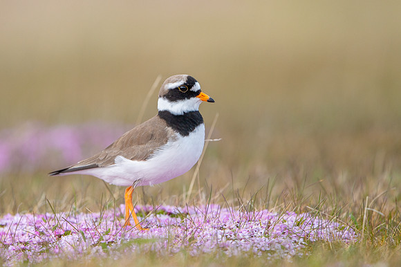 Common Ringed Plover / Sieweczka obrożna