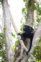 Black-and-gold Howler Monkey