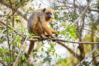 Black-and-gold Howler Monkey